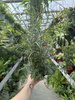PAPROĆ PTERIS EVERGEMIENSIS P13