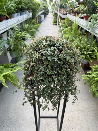 PILEA GLAUCA P16