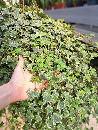 HEDERA HELIX P19 BIAŁY LIŚĆ