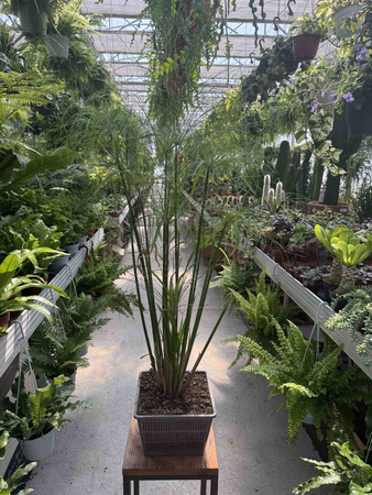 PAPIRUS - CYPERUS P18