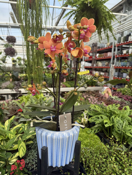 PHALENOPSIS PAPRIKA P12