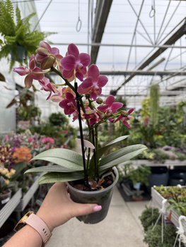 PHALENOPSIS 2 SPIKE AMORION P12