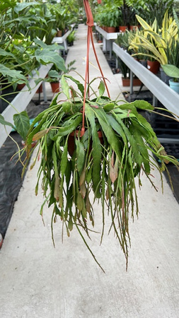 PSEUDORHIPSALIS RAMULOSA P14