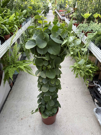 CISSUS ROTUNDIFOLIA P24