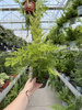 ASPARAGUS PLUMOSUS P12