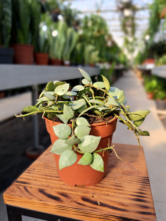 HOYA ESKIMO P 12