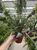EUPHORBIA PHOSPHOREA P15