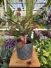 AGLAONEMA CRETE P12