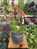 PHALENOPSIS LIMITED 11 P12