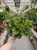 ASPLENIUM LESLIE P17
