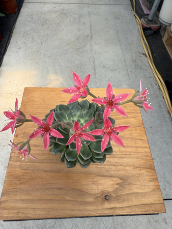 GRAPTOPETALUM BELLUM P6