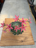 GRAPTOPETALUM BELLUM P6