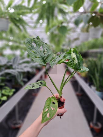 MONSTERA MONKEY LEAF P5.5
