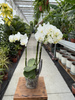 PHALENOPSIS MULTIFLORA TYPES STARRION P12
