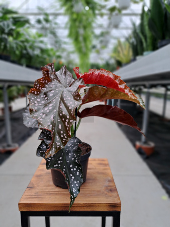 BEGONIA MACULATA  P12