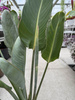 STRELITIZIA REGINAE P19
