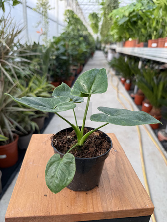 PHILODENDRON FUN BUN P9