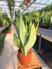SANSEVIERIA MOONSHINE P14