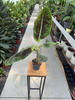 BANANOWIEC ACUMINATA ZEBRINA P12