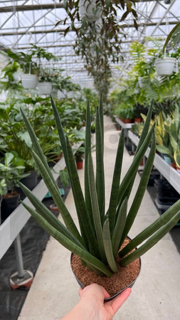 SANSEVIERIA CYLINDRICA SPAGHETTI P17