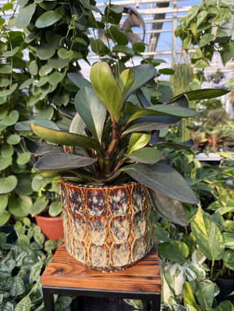 OSŁONKA VIVA CYLINDER BROWN P18