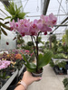 PHALENOPSIS LIMITED 02 P9