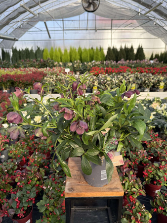 CIEMIERNIK ORIENTALIS SINGLE P15