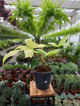 PHILODENDRON FLORIDA GHOST P19