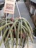 CACTUS APOROCACTUS P14