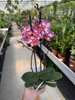 PHALENOPSIS LIMITED 06 P12