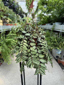 PELLIONIA REPENS P17