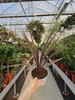 CORDYLINA RED STAR P13