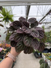PEPEROMIA LUCINDA P12