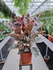 FICUS ELASTICA BELIZE P27