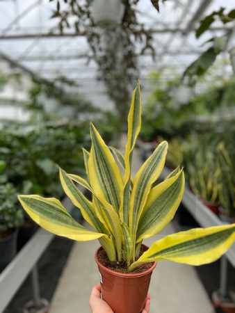 SANSEVIERIA YELLOW STONE P14