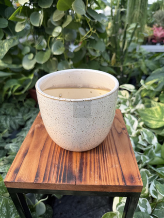 OSŁONKA PACIFIC KREM P12