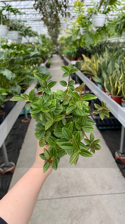 PEPEROMIA ANGULATA P12