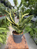 SANSEVIERIA DRAGON TONGUE P12
