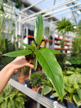 PHILODENDRON NARROW P10