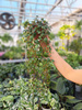 PEPEROMIA PAPPERSPOT  P11