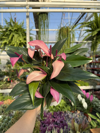ANTHURIUM ZIZOU P12