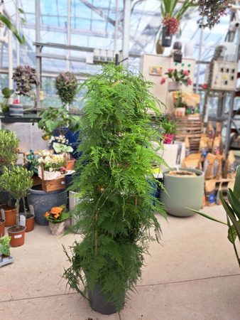 ASPARAGUS SETACEUS P27