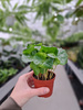 COFFEA ARABICA P7