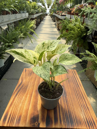 EPIPREMNUM MARBLE QUEEN P6