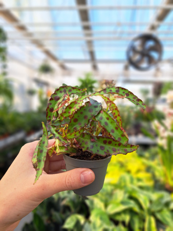 BEGONIA AMPHIOXUS P6