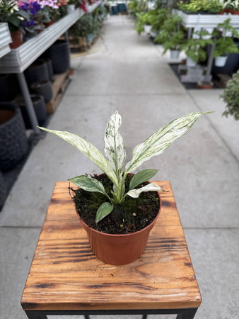SPATHIPHYLLUM SENSATION VARIEGATA P10,5