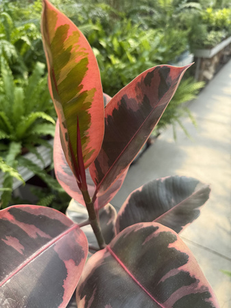 FICUS ELACTICA BELIZE P17