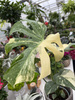 MONSTERA THAI CONSTELLATION P13