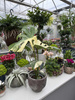 MONSTERA THAI CONSTELLATION P13