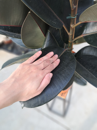 FICUS ELACTICA ABIDJAN P24